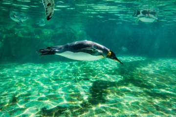 水族館のペンギン