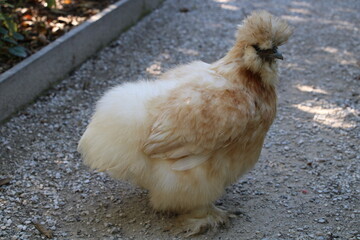 Silkie (Seidenhuhn)