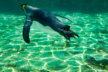 水族館のペンギン