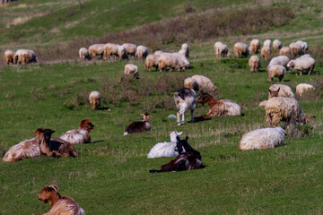 Sheep in the pasture