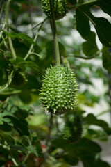 Gherkin (Cucumis anguria) among its leaves organically grown in the city of Rio de Janeiro, Brazil.