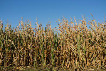 Dry corn field at autumn and blue sky