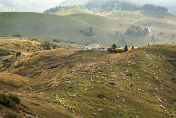Fototapeta na wymiar Sheeps grazing on green hills at sunny autumn day. Cascades of beautiful mountains and farm animals around.