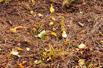 Herbstbl&auml;tter auf dem Boden - Autumn leaves on the ground 