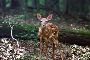 Baby Doe