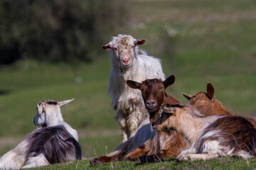 Goats in the pasture