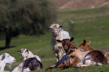 Goats in the pasture