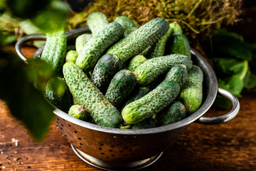 Fresh organic cucumbers in a sieve and herbs on a dark wooden background. Preparing for pickling.