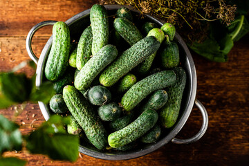 Fresh organic cucumbers in a sieve and herbs on a dark wooden background. Preparing for pickling.