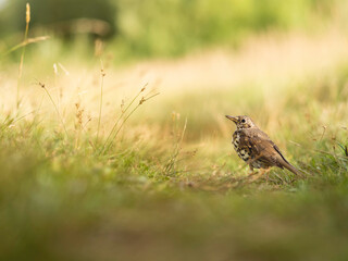 Fototapeta premium Song thrush or Turdus philomelos stands on path on field. Small brown bird among yellow autumn grass. Fall season.