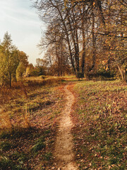 Walking path through forest lit with sun. Fall season. Alley at countryside. Village path way covered with bright fallen leaves. Autumn.