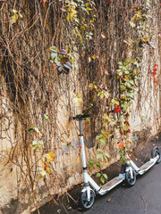 Two kick scooters parked near beige wall full covered with Parthenocissus quinquefolia, known as Victoria creeper, five-leaved ivy. Eco-friendly transport for urban life. Modern lifestyle. - obrazy, fototapety, plakaty