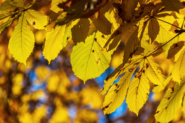 Yellow autumn leaves in the park. A quiet calm autumn day.