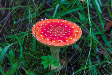 Red fly agaric (Amanita muscaria) in the grass in the autumn forest. A poisonous mushroom growing in the forest.
