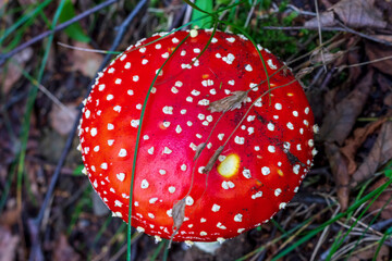 Red fly agaric (Amanita muscaria) in the grass in the autumn forest. A poisonous mushroom growing in the forest.