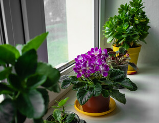 Cozy house. African violet on the windowsill among house plants.