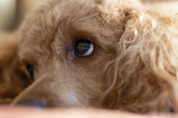Poodle's eyes and nose close-up. The face of a dog lying on the bed.