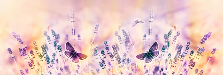 Selective and soft focus on butterflies and lavender flowes, beautiful nature in flower garden