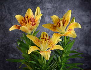 yellow lilium flowers on the gray background - closeup