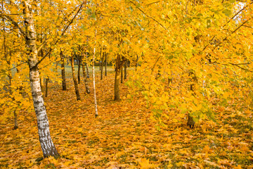 Autumn Park. Autumn trees. Trees in the park with yellow leaves. Autumn yellow maple leaves close-up. Selective focus. Soft focus.