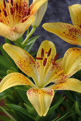 yellow lilium flowers on the gray background - closeup