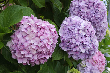 Fleurs d'hortensia rose et mauve en gros plan