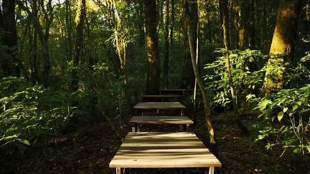 Wooden staircase on kew mae pan nature trail which is a tropical rainforest, famous tourist attraction of Thai people.
