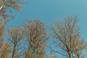 The beginning of spring - deciduous buds on trees.