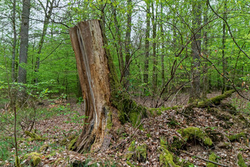 An old tree stump after a felled tree.