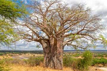 Fototapeta na wymiar Tanzania, the national park - baobab tree.