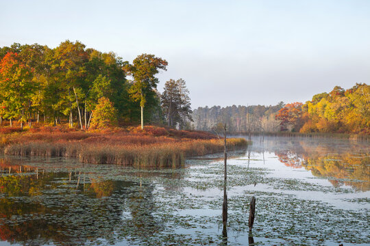 Wetland pond with trees in autumn color on a bright morning in northern Minnesota