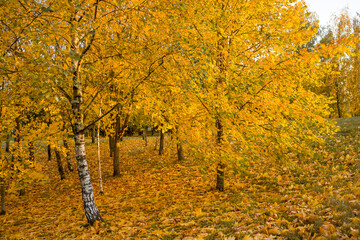 Autumn landscape. Autumn trees and leaves are yellow. Autumn leaves close-up. Autumn trees in the park.