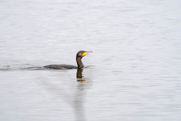 Great Cormorant (Phalacrocorax carbo) swimming in a lake