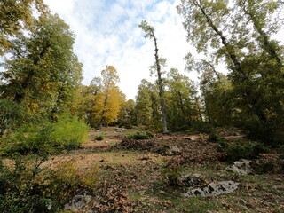 Beautiful forest landscape. Trees in the mountains. Calm and peaceful scene. Hiking trails. Middle east region. Beauty of Lebanon. Best travel destinations. Vacation time