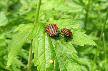 Red graphosoma beetle on green leafs in the garden, closeup