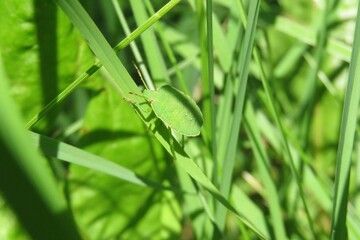 Green shieldbug palomena prasina on grass background, closeup