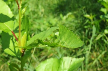 Green young mantis sitting on green leaves in the garden