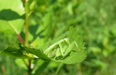 Green young mantis sitting on green leaf in the garden, closeup