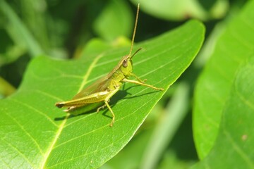 Beautiful green grasshopper on natural leaves background, closeup