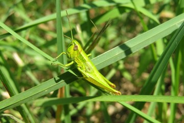 Light green grasshopper on grass in the meadow, closeup