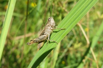Brown grasshopper sitting on the grass, closeup