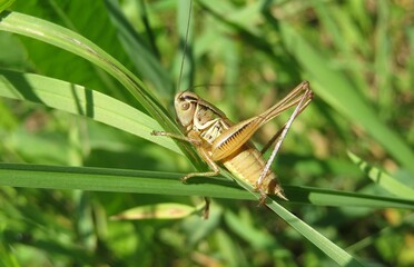 Beautiful brown grasshopper sitting on a grass in the meadow, closeup - obrazy, fototapety, plakaty