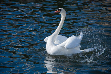 Naklejka premium swan on the water
