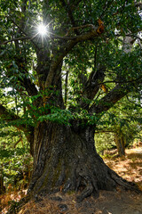 Mighty old chestnut tree along the hiking trail to Tajo Cortés waterfall, Las Alpujarras, Sierra Nevada National Park, Andalusia, Spain