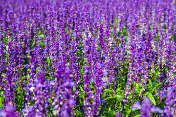 Purple wildflowers. Background from purple meadow flowers. Sage. Lavender.