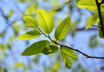 green leaves against blue sky