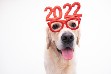 Dog wearing glasses 2022 for the new year. Golden retriever for Christmas sits on a white...