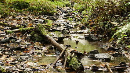 Der kleine Schastebach bei Naurath / Wald