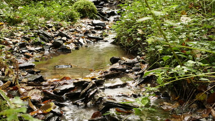 Ein kleiner Bach nahe Naurath / Wald