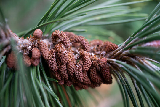 Lodgepole Pine,  Pinus Contorta, Christmas Tree
